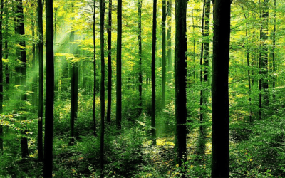 Missing the Forests for the Trees: The Flaw in Army Future Command’s Vision on Emerging Conflicts